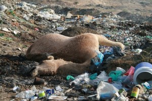 Camel dead from plastic consumption