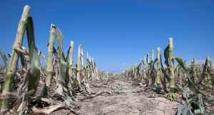 Crop Failure in California due to drought  Photo Getty Images