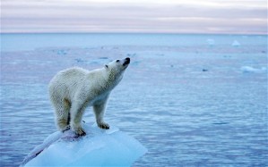 Polar bear on dwindling Arctic ice sheet PA