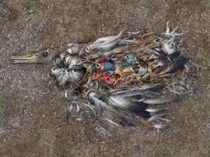 A seabird with a stomach full of plastic waste Photographer Chris Jordan