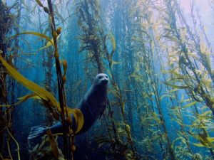 Seal Lion  Coast of San Diego California  Photo by Kyle McBurnie