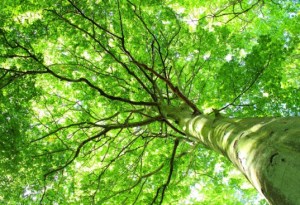 tree of-life  Photo Credit Shuttershock