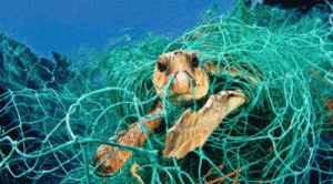 Endangered Sea Turtles. Photo Jordi Chias Pujol