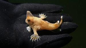 Unique Fish Species is Dangerously Close to Extinction. Photo Source Animal Planet.