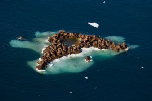 Walruses in the Chukchi Sea