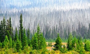 Pines killed by pine beetles in British Columbia, Canada.  Photo by Udo Weitz, Getty Images.