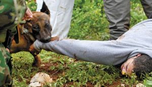 A Palestinian protester attacked by an IDF dog during a protest in the West Bank, 2012. Photo by Lazar Simeonov